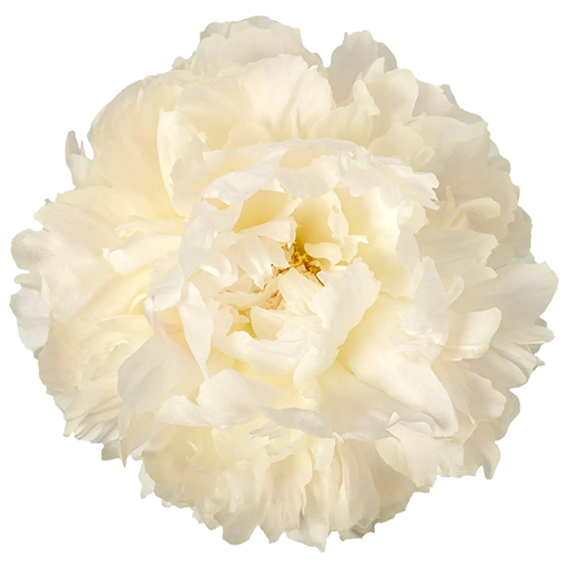Bowl of Cream